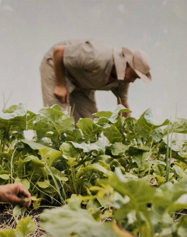 shared-values-pachamama-farm-3